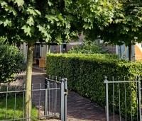 Acer platanoides 'Globosum' - Bol esdoorn 'Globosum' - 3