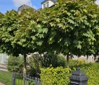 Acer platanoides 'Globosum' - Bol esdoorn 'Globosum' - 2