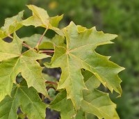 Acer plat. 'Princeton Gold' - Acer plat. 'Princeton Gold' - najaar