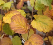 Corylus