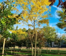 Gleditsia Inermis