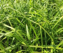 Carex Morrowii
