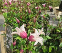 Clematis Princess Kate