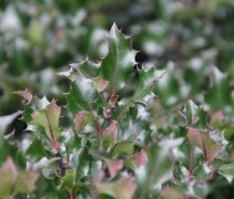 Ilex  meservae Blue Angel