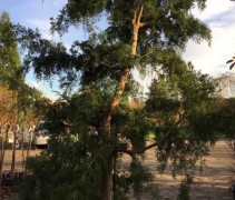 Juniperus virginiana