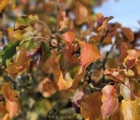 Pyrus calleryana 'Chanticleer' - Sierpeer - 2