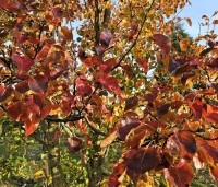 Pyrus calleryana 'Chanticleer' - Sierpeer - 1