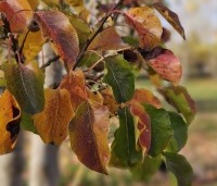 Pyrus calleryana 'Chanticleer' - Sierpeer - 3