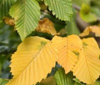 Carpinus bet. 'Rockhampton Red' - Haagbeuk 'Rockhampton Red' - 2