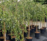 Betula pendula 'Youngii' - Prieelberk - 2