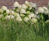 Hydrangea paniculata 'Limelight' - Pluimhortensia 'Limelight' - 3