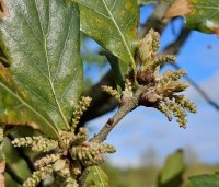Quercus x turneri 'Pseudoturneri' - Semi- wintergroene eik 'Pseudoturneri' - 3