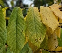 Asimina triloba - Pawpaw - 4