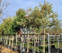 Ilex aquifolium 'Argentae Marginata'