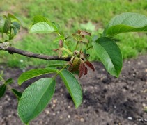 Juglans regia 'Cyrill'