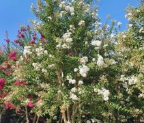 Lagerstroemia indica 'Bianco'