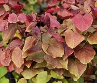 Cercis canadensis 'Merlot - Roodbladige Judasboom 'Merlot' - 2