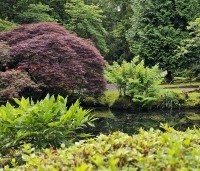 Acer palmatum 'Garnet' - Japanse esdoorn 'Garnet' - 1