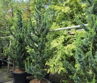 Chamaecyparis l. 'Wissel's Saguaro' - Schijncipres 'Wissel's Saguaro' - 4