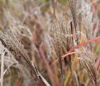 Miscanthus sinensis 'Red Chief' - Prachtriet 'Red Chief' - najaar