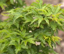 Acer palmatum ‘Shishigashira’