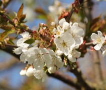 Bloesem van de Wilde Kers (volwassen boom)
