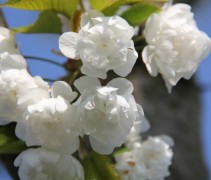 Prunus avium 'Plena'