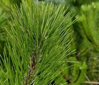 Pinus nigra 'Nigra' - Oostenrijkse den - 1