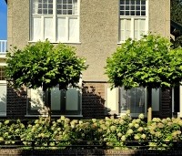 Platanus x hispanica 'Alphen's Globe' - Plataan - 1