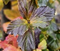 Parrotia persica 'Cherry Tips' - Perzisch IJzerhout 'Cherry Tips' - 4