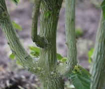 Acer Davidii