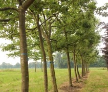 Appelbomen hoogstam in diverse maten