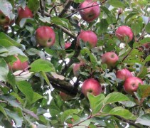 Malus domestica 'Gloster'  (volwassen lei scherm)