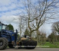 Carpinus betulus - Haagbeuk - 2