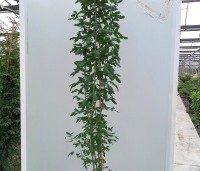 Laburnocytisus adamii - Adams Goudenregen - c20