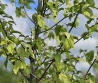 Davidia involucrata 'Sonoma' - Vaantjesboom 'Sonoma' - 2