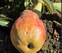 Pyrus com. 'Williams' - Pyrus com. 'Williams' - 2