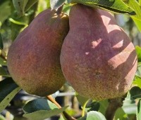Pyrus com. 'Williams' - Pyrus com. 'Williams' - 1