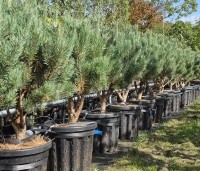 Pinus sylvestris 'Watereri' - Dwerg grove den 'Watereri' - 1
