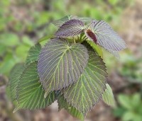 Davidia involucrata - Vaantjesboom - jong blad in mei