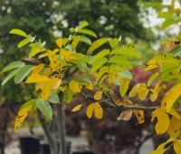 Juglans regia 'Chandler' - Walnoot 'Chandler' - 1