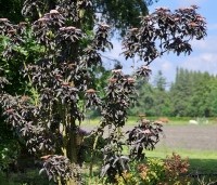 Sambucus nigra 'Black Tower'  - Zuil vlier 'Black Tower' - 2