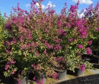 Lagerstroemia indica 'Benoit' - Paarsrode Indische Sering - 4