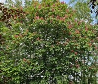 Aesculus x carnea 'Briotii'  - Rode Paardenkastanje - 4