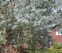 Eucalyptus gunnii - Gomboom - 3