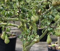 Pyrus com. 'Conference' - Pyrus com. 'Conference' - 4
