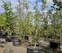 Pyrus com. 'Gieser Wildeman"  - Pyrus com. 'Gieser Wildeman"  - 1