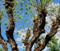 Sophora japonica - Honingboom - 1