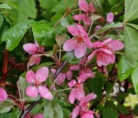 Malus 'Veitch's Scarlet' - Sierappel 'Veitch's Scarlet' - 7