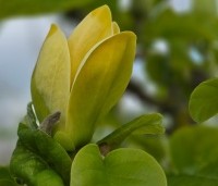 Magnolia x Brooklynensis 'Yellow Bird' - Magnolia 'Yellow Bird' - 1